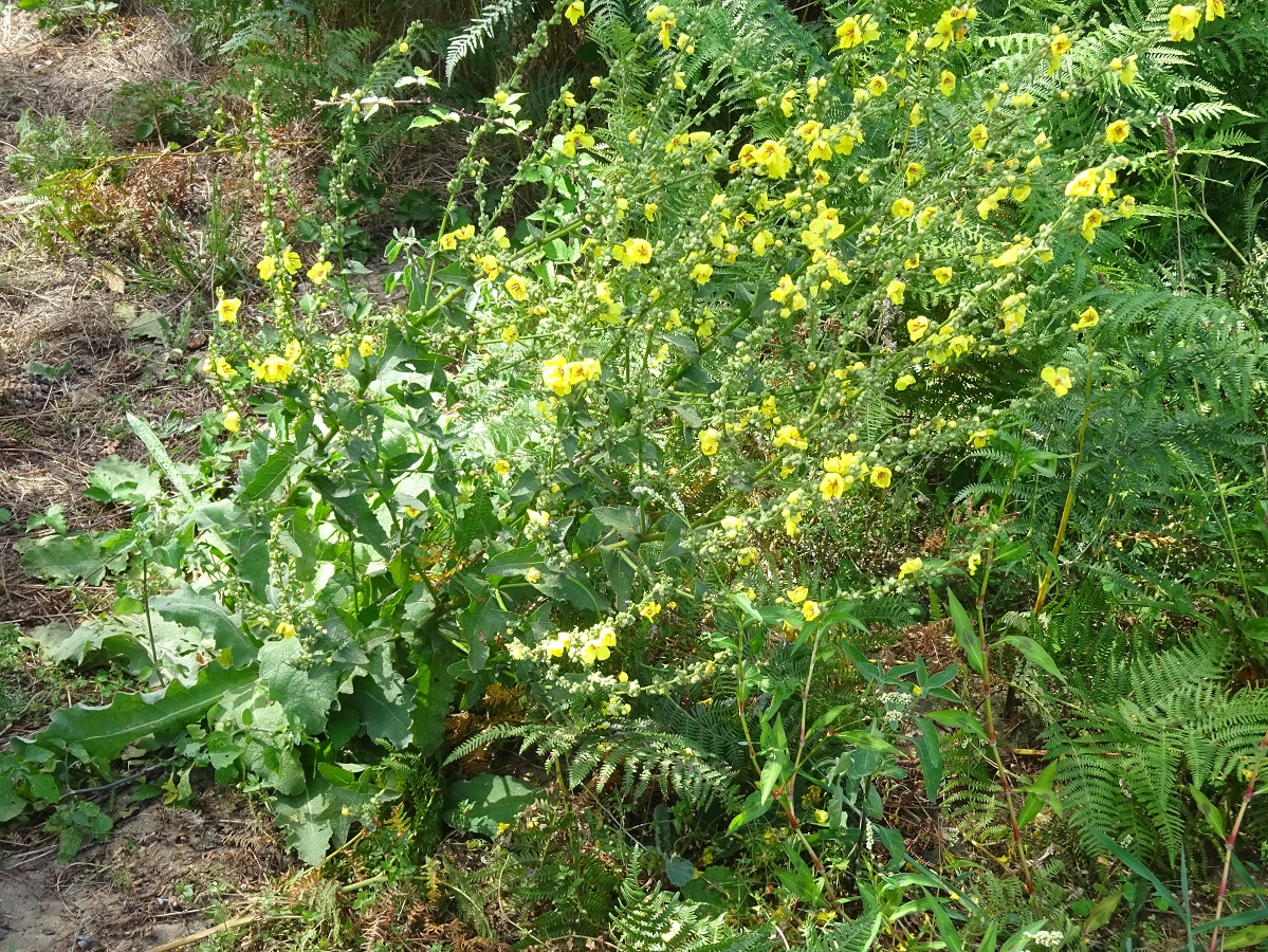 Verbascum sinuatum (Scrophulariaceae)